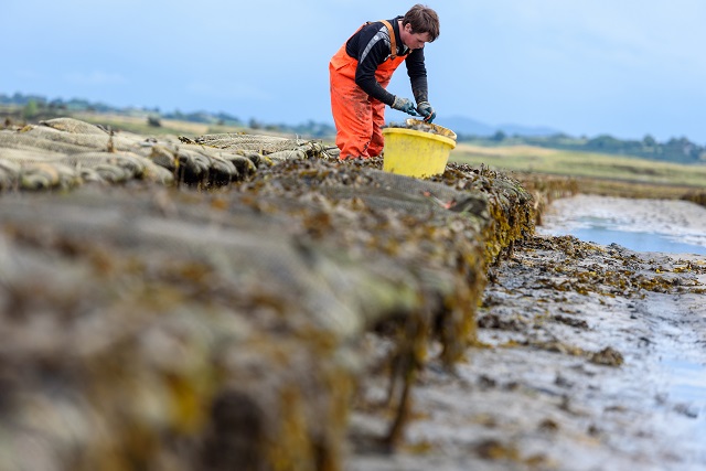 Wild Atlantic Oysters being produced, Sligo Bay.  Photographer: Peter Grogan, Emagine.