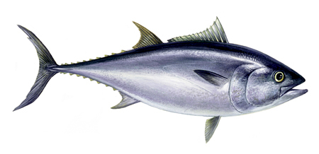 Atlantic Bluefin Tuna/Northern Bluefin tuna