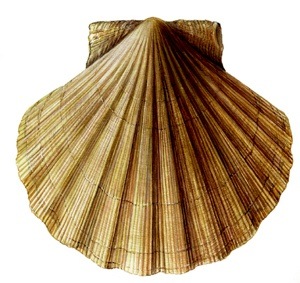   Great scallop