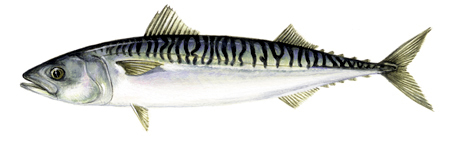   Atlantic mackerel