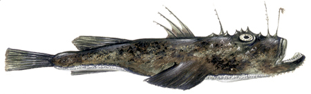  Anglerfish