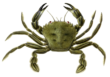  Velvet fiddler crab/Devil crab/Velvet swimming crab