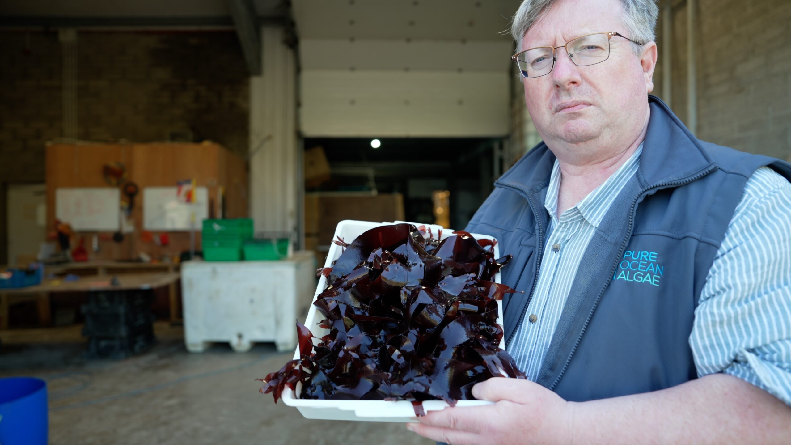 Crops from the sea  - strategy sets out plan to increase volume of farmed seaweed in Ireland